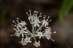 Dwarf ginseng